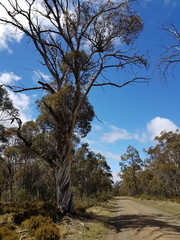 Eucalyptus pauciflora pauciflora