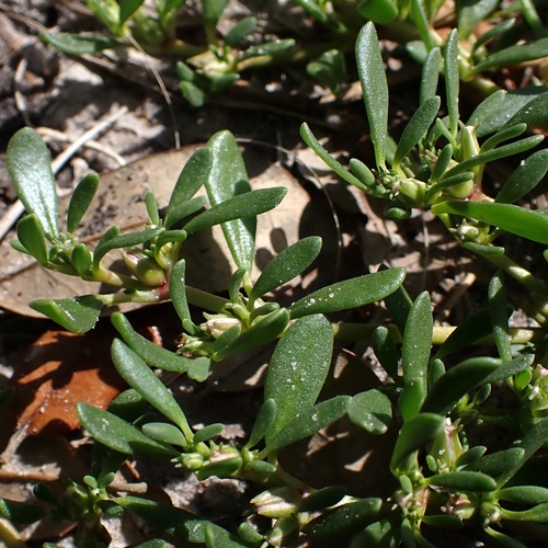 Slender seapurslane (Sesuvium maritimum)