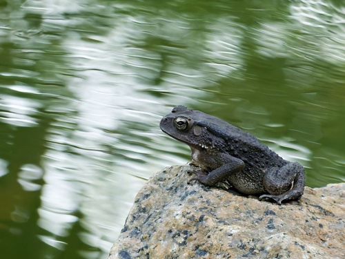 Duttaphrynus melanostictus