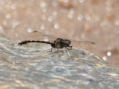 Hemigomphus comitatus