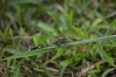 Orthetrum sabina
