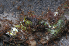 Anoplolepis gracilipes