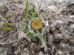 Erigeron eriocalyx