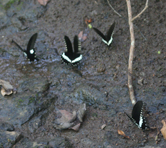 Papilio polytes romulus
