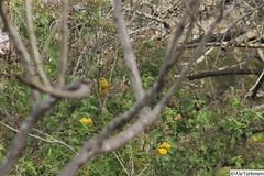 Icterus spurius