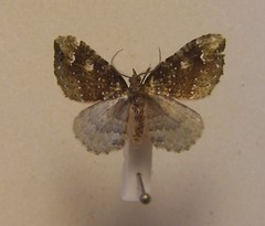 Asaphodes limonodes