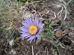 Aster flaccidus