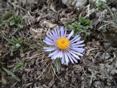 Aster flaccidus