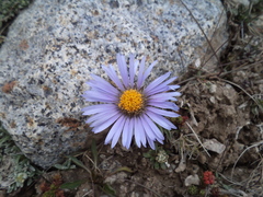 Aster flaccidus