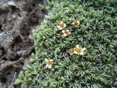 Potentilla tetrandra