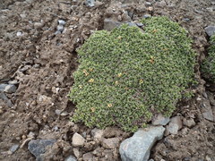 Potentilla tetrandra