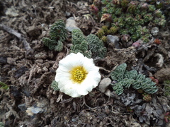 Callianthemum alatavicum
