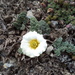 Callianthemum alatavicum - Photo (c) John Howes, vissa rättigheter förbehållna (CC BY-NC), uppladdad av John Howes