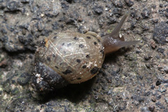 Lissachatina fulica