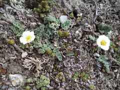 Callianthemum alatavicum