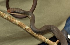 Coluber constrictor paludicola image
