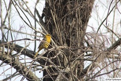 Icterus cucullatus