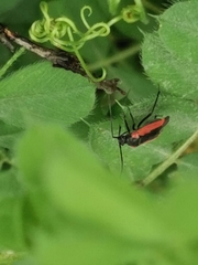 Dionconotus neglectus