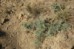 Seseli gummiferum