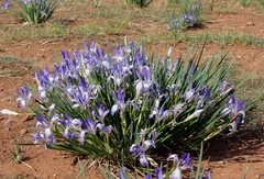 Iris lactea biglumis