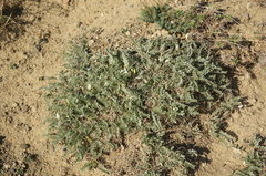 Astragalus rupifragus