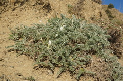 Astragalus rupifragus