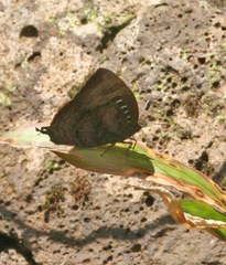 Arhopala centaurus nakula