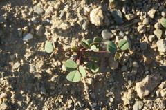 Melilotus neapolitanus