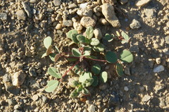 Melilotus neapolitanus