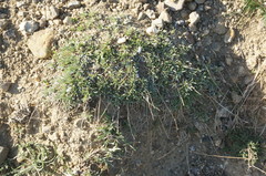 Convolvulus holosericeus
