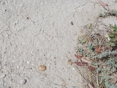 Graphipterus minutus