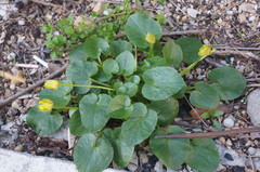 Ficaria verna calthifolia