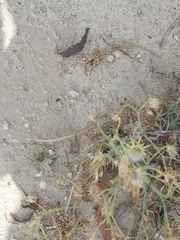 Graphipterus minutus