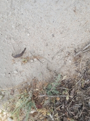 Graphipterus minutus