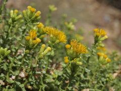 Ericameria cuneata cuneata