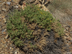 Ericameria cuneata cuneata