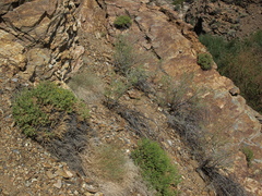 Ericameria cuneata cuneata