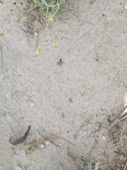 Graphipterus minutus