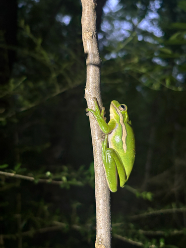 Green Treefrog observed by aidenwestfall