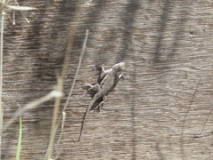 Urosaurus ornatus schottii
