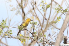 Icterus spurius