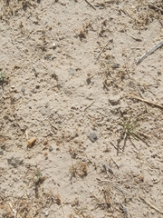 Graphipterus minutus