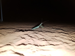 Zopheromantis loripes