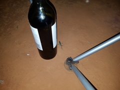 Zopheromantis loripes