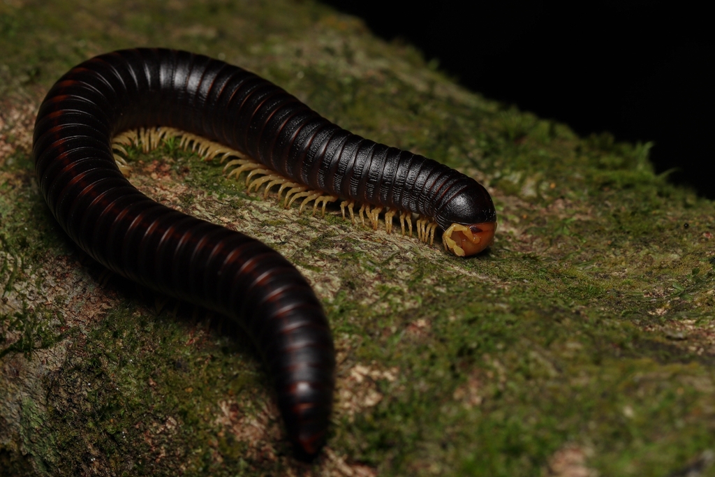 Cladostreptus angustifrons