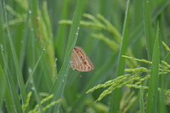 Junonia almana