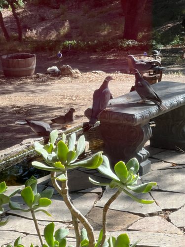 Band-tailed Pigeon observed by christinerudman