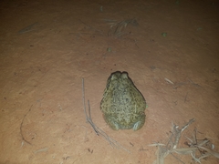 Ranoidea novaehollandiae