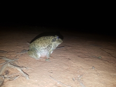 Ranoidea novaehollandiae