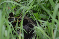 Eutropis multifasciata